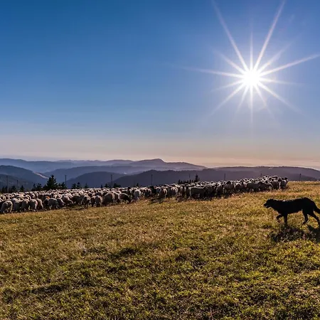 Haus Wiesenquelle - 14 